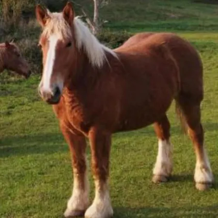 Glamping Quintana Luksusowy namiot