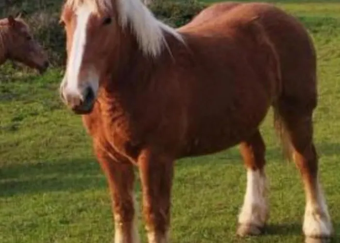 Glamping Quintana 豪华帐篷